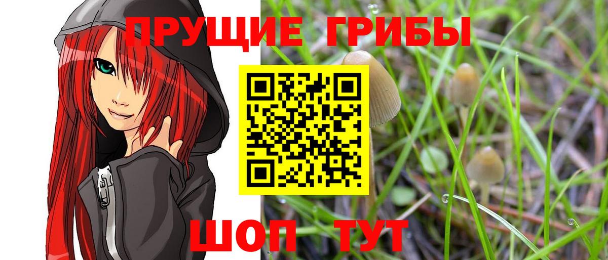 Галлюциногенные грибы Cubensis Гуково